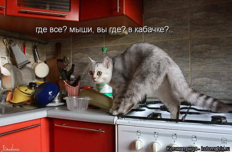 где все? мыши, вы где? в кабачке?..... Котоматрица: где все? мыши, вы где? в кабачке?..