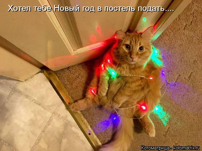 Хотел тебе Новый год в постель подать....... Котоматрица: Хотел тебе Новый год в постель подать....