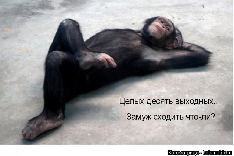 Целых десять выходных... Замуж сходить что-ли?... Котоматрица: Целых десять выходных... Замуж сходить что-ли?