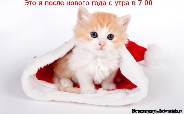 Это я после нового года с утра в 7 00... Котоматрица: Это я после нового года с утра в 7 00