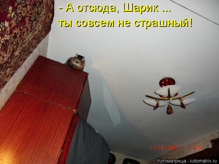 - А отсюда, Шарик ... ты совсем не страшный!... Котоматрица: - А отсюда, Шарик ... ты совсем не страшный!