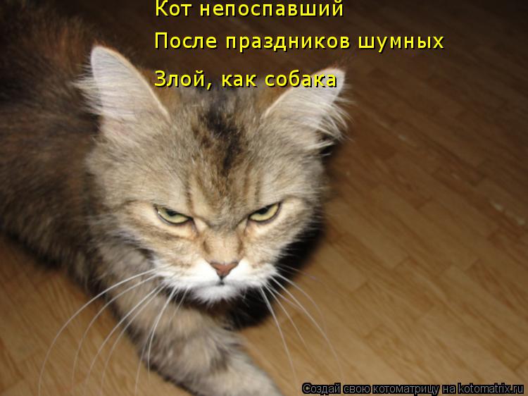 После праздников шумных Кот непоспавший Злой, как собака... Котоматрица: После праздников шумных Кот непоспавший Злой, как собака