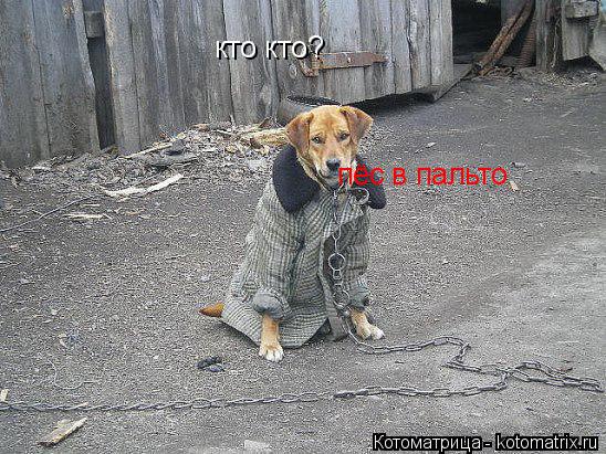 кто кто? пёс в пальто... Котоматрица: кто кто? пёс в пальто