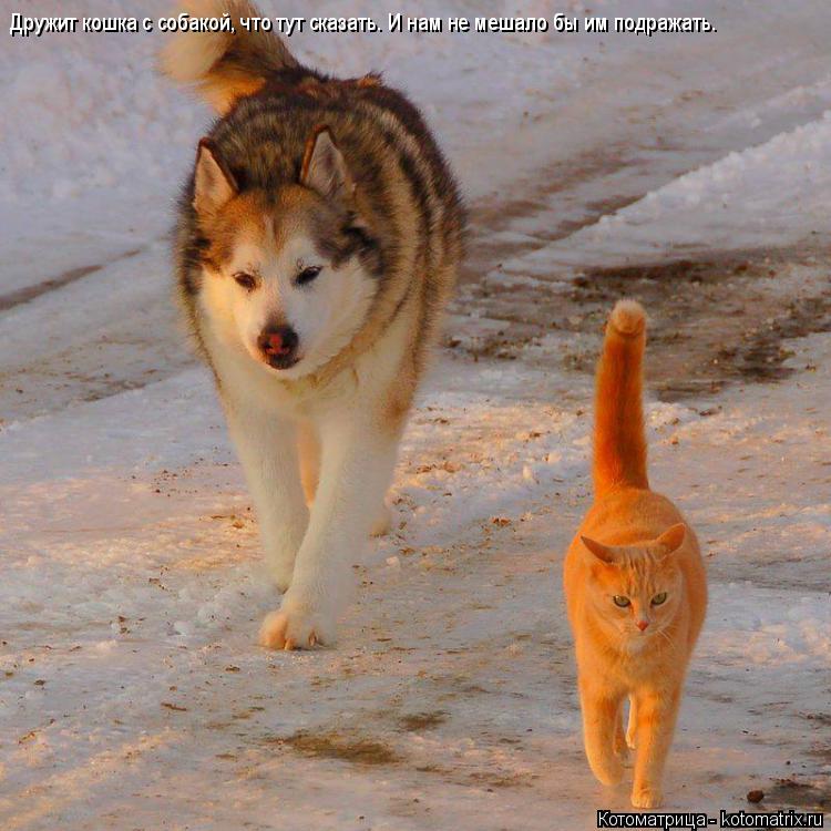 Дружит кошка с собакой, что тут сказать. И нам не мешало бы им подражать.... Котоматрица: Дружит кошка с собакой, что тут сказать. И нам не мешало бы им подражать.