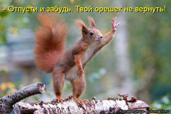 - Отпусти и забудь. Твой орешек не вернуть!... Котоматрица: - Отпусти и забудь. Твой орешек не вернуть!