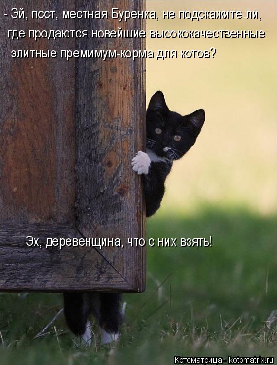 Котоматрица: - Эй, псст, местная Буренка, не подскажите ли, где продаются новейшие высококачественные элитные премимум-корма для котов? Эх, деревенщина, ч