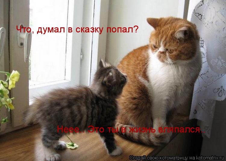 Что, думал в сказку попал? Неее.. Это ты в жизнь вляпался..... Котоматрица: Что, думал в сказку попал? Неее.. Это ты в жизнь вляпался..