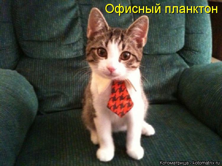 Офисный планктон... Котоматрица: Офисный планктон