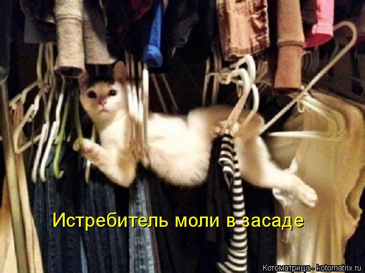 Истребитель моли в засаде... Котоматрица: Истребитель моли в засаде