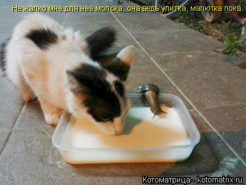 Не жалко мне для неё молока, она ведь улитка, малютка пока...... Котоматрица: Не жалко мне для неё молока, она ведь улитка, малютка пока...