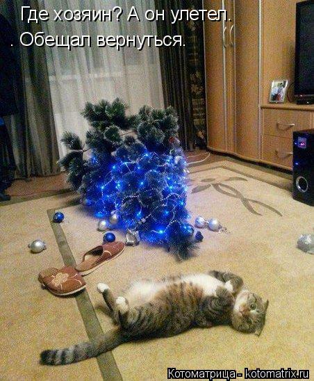 Где хозяин? А он улетел. . Обещал вернуться.... Котоматрица: Где хозяин? А он улетел. . Обещал вернуться.