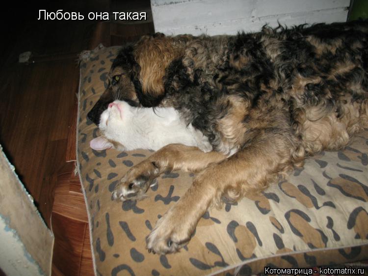 Любовь она такая Любовь она такая... Котоматрица: Любовь она такая Любовь она такая