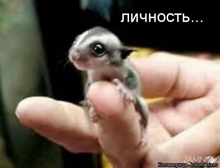 личность...... Котоматрица: личность...