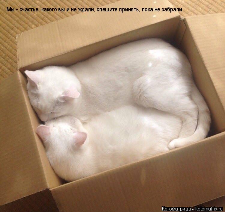 Мы - счастье. какого вы и не ждали, спешите принять, пока не забрали.... Котоматрица: Мы - счастье. какого вы и не ждали, спешите принять, пока не забрали.