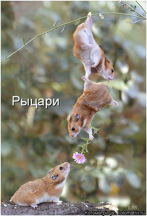 Рыцари... Котоматрица: Рыцари