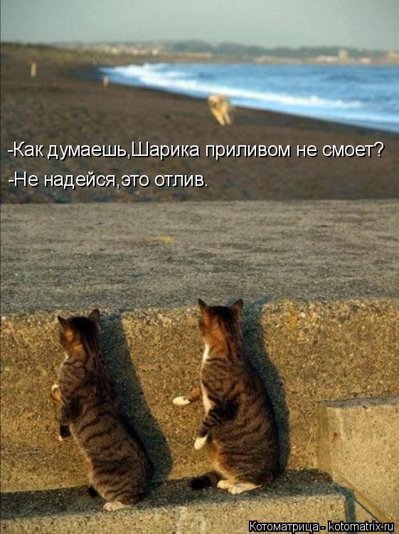 -Как думаешь,Шарика приливом не смоет? -Не надейся,это отлив.... Котоматрица: -Как думаешь,Шарика приливом не смоет? -Не надейся,это отлив.