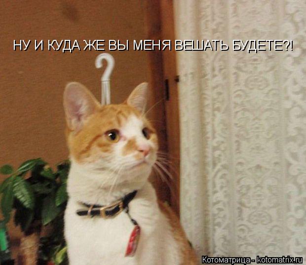 НУ И КУДА ЖЕ ВЫ МЕНЯ ВЕШАТЬ БУДЕТЕ?!... Котоматрица: НУ И КУДА ЖЕ ВЫ МЕНЯ ВЕШАТЬ БУДЕТЕ?!