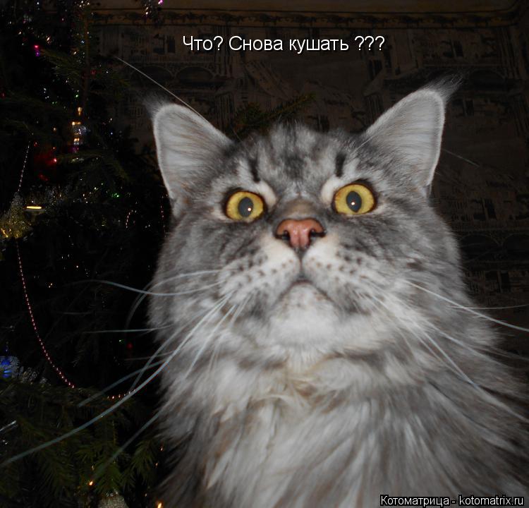 Что? Снова кушать ???... Котоматрица: Что? Снова кушать ???