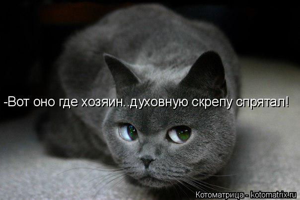 -Вот оно где хозяин..духовную скрепу спрятал!... Котоматрица: -Вот оно где хозяин..духовную скрепу спрятал!