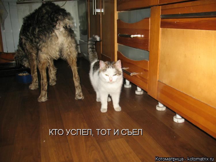 КТО УСПЕЛ, ТОТ И СЪЕЛ... Котоматрица: КТО УСПЕЛ, ТОТ И СЪЕЛ
