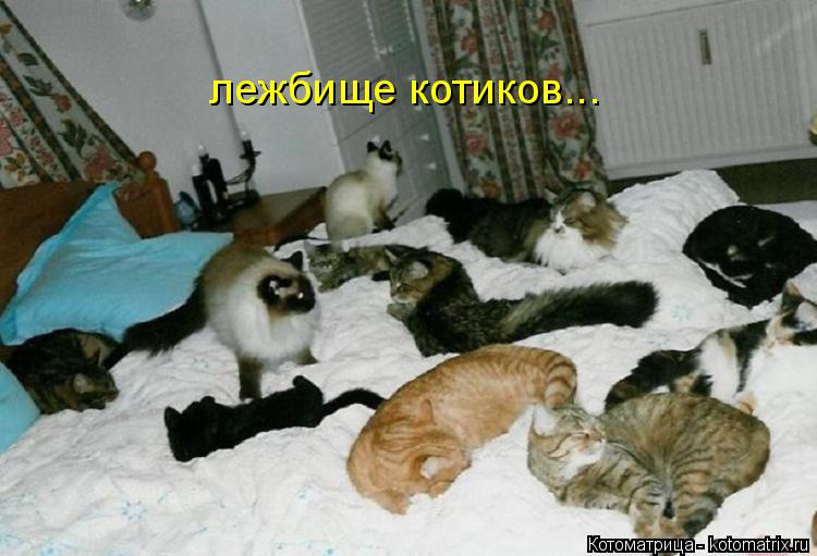 Котоматрица: лежбище котиков...