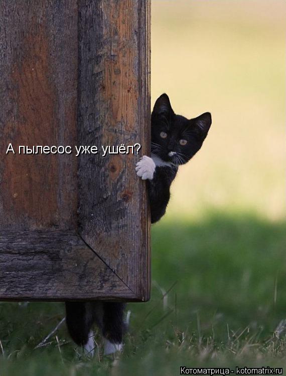 А пылесос уже ушёл?... Котоматрица: А пылесос уже ушёл?