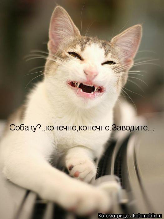 Собаку?..конечно,конечно.Заводите...... Котоматрица: Собаку?..конечно,конечно.Заводите...