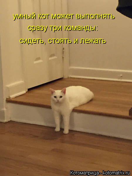 Котоматрица: умный кот может выполнять   сразу три команды:  сразу три команды: сидеть, стоять и лежать