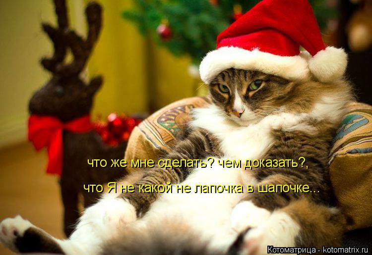 что же мне сделать? чем доказать?, что Я не какой не лапочка в шапочке...... Котоматрица: что же мне сделать? чем доказать?, что Я не какой не лапочка в шапочке...