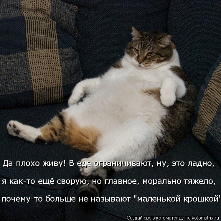 Да плохо живу! В еде ограничивают, ну, это ладно, почему-то больше не называют "маленькой крошкой"! ... Котоматрица: Да плохо живу! В еде ограничивают, ну, это ладно, почему-то больше не называют "маленькой крошкой"! я как-то ещё сворую, но главное, морально т