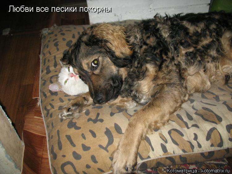 Любви все песики покорны... Котоматрица: Любви все песики покорны