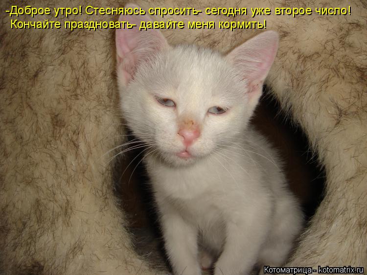 -Доброе утро! Стесняюсь спросить- сегодня уже второе число! Кончайте праздновать- давайте меня кормит... Котоматрица: -Доброе утро! Стесняюсь спросить- сегодня уже второе число! Кончайте праздновать- давайте меня кормить!