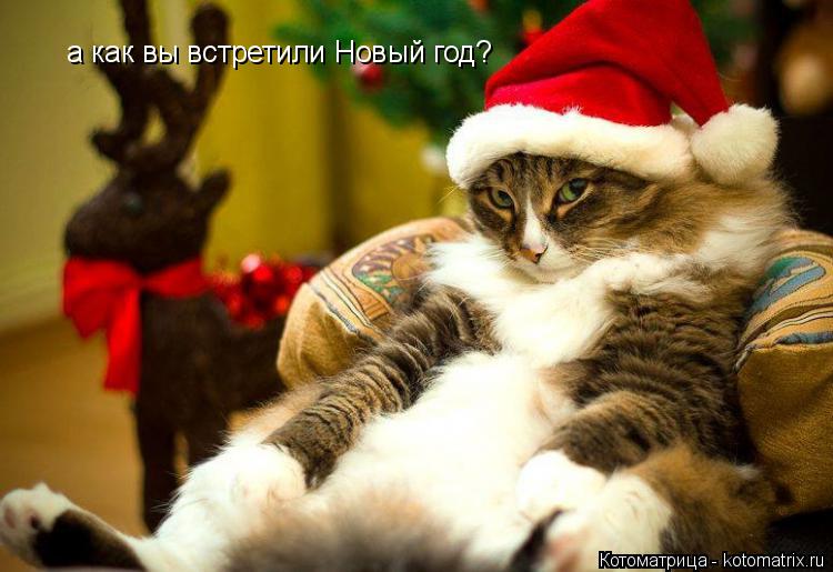 а как вы встретили Новый год?... Котоматрица: а как вы встретили Новый год?
