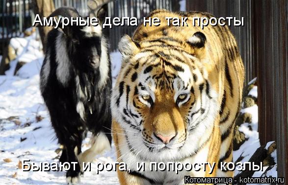 Котоматрица: Амурные дела не так просты  Бывают и рога, и попросту козлы