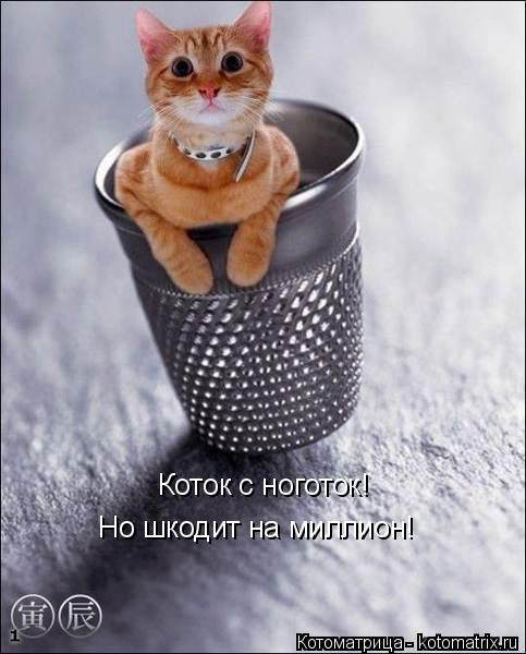 Коток с ноготок! Но шкодит на миллион!... Котоматрица: Коток с ноготок! Но шкодит на миллион!