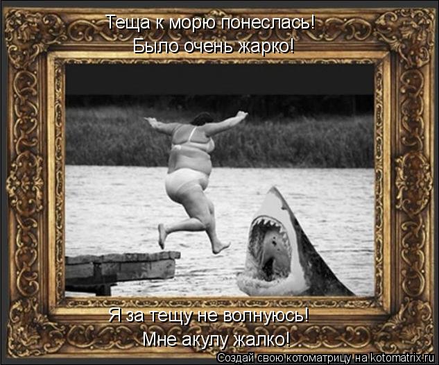 Мне акулу жалко! Я за тещу не волнуюсь! Было очень жарко! Теща к морю понеслась!... Котоматрица: Мне акулу жалко! Я за тещу не волнуюсь! Было очень жарко! Теща к морю понеслась!