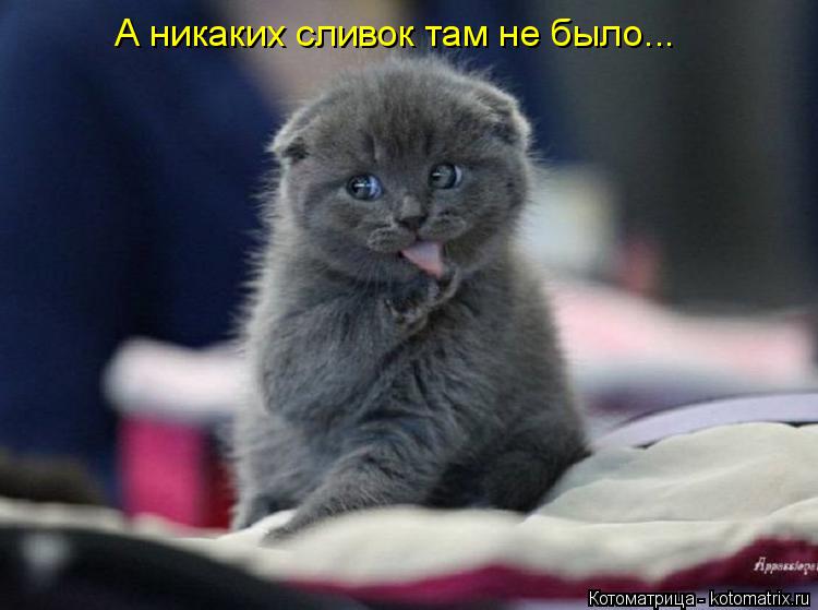 А никаких сливок там не было...... Котоматрица: А никаких сливок там не было...
