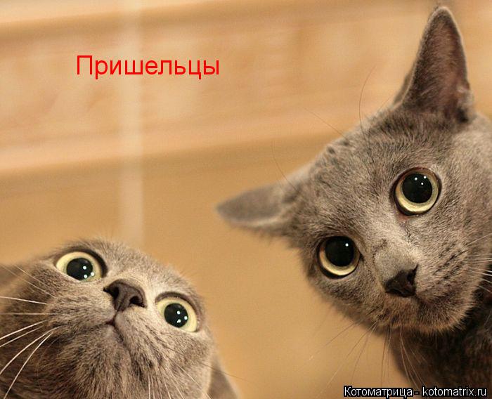 Пришельцы... Котоматрица: Пришельцы