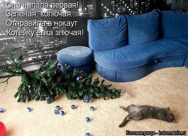 Она напала первая! Зеленая, колючая... Отправила в нокаут Котейку ёлка злючая!... Котоматрица: Она напала первая! Зеленая, колючая... Отправила в нокаут Котейку ёлка злючая!