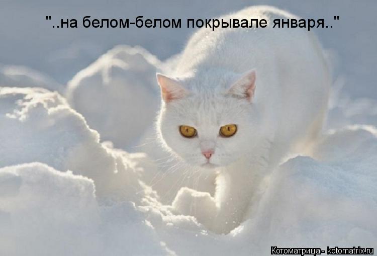 "..на белом-белом покрывале января.."... Котоматрица: "..на белом-белом покрывале января.."