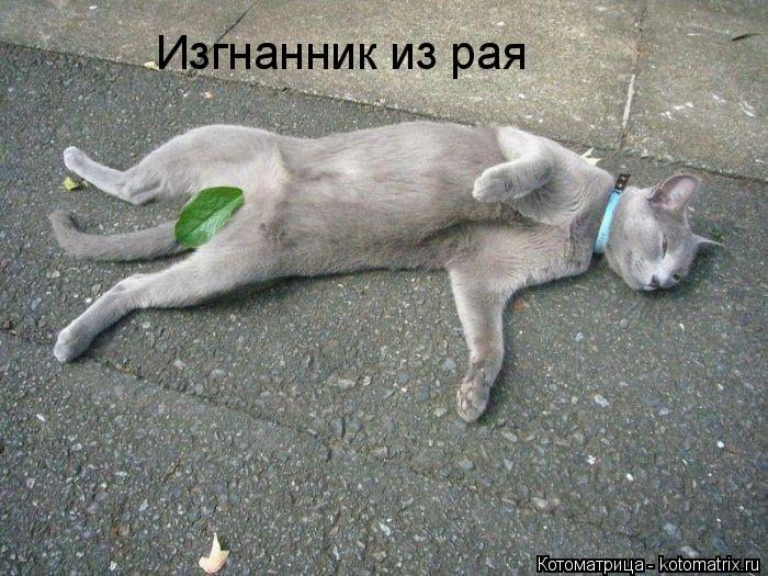 Изгнанник из рая... Котоматрица: Изгнанник из рая