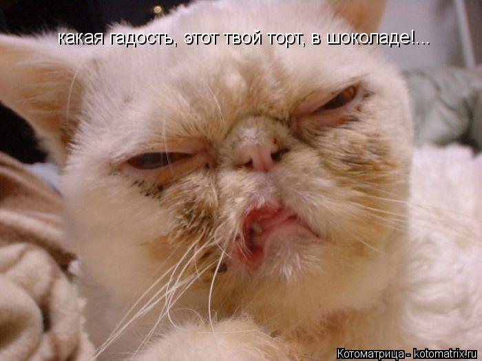 какая гадость, этот твой торт, в шоколаде!...... Котоматрица: какая гадость, этот твой торт, в шоколаде!...