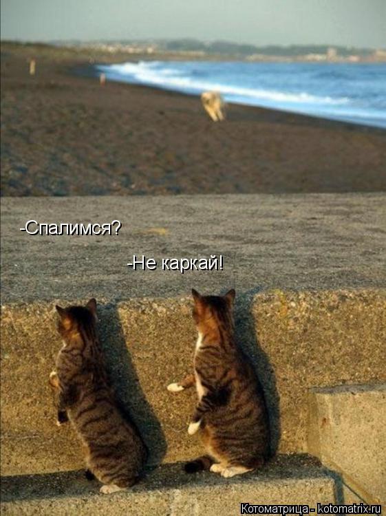 -Спалимся? -Не каркай!... Котоматрица: -Спалимся? -Не каркай!