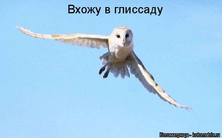 Вхожу в глиссаду... Котоматрица: Вхожу в глиссаду