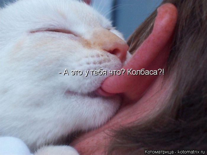 - А это у тебя что? Колбаса?!... Котоматрица: - А это у тебя что? Колбаса?!