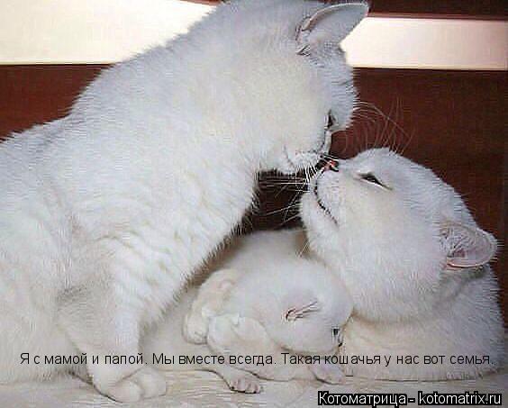Я с мамой и папой. Мы вместе всегда. Такая кошачья у нас вот семья.... Котоматрица: Я с мамой и папой. Мы вместе всегда. Такая кошачья у нас вот семья.
