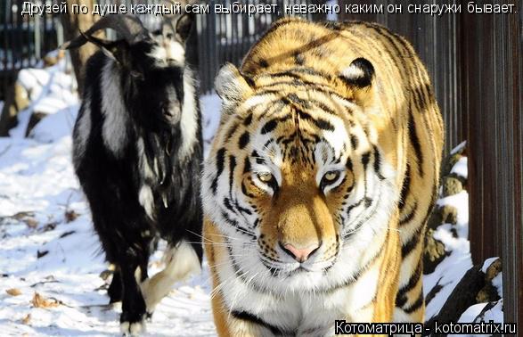 Друзей по душе каждый сам выбирает, неважно каким он снаружи бывает.... Котоматрица: Друзей по душе каждый сам выбирает, неважно каким он снаружи бывает.