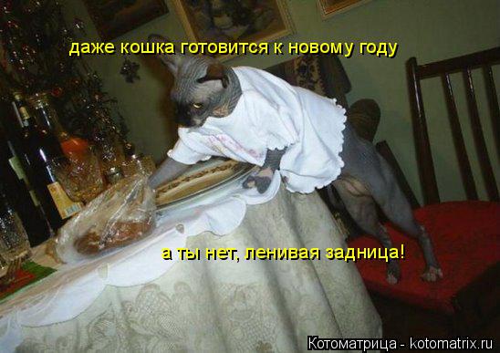 даже кошка готовится к новому году а ты нет, ленивая задница!... Котоматрица: даже кошка готовится к новому году а ты нет, ленивая задница!