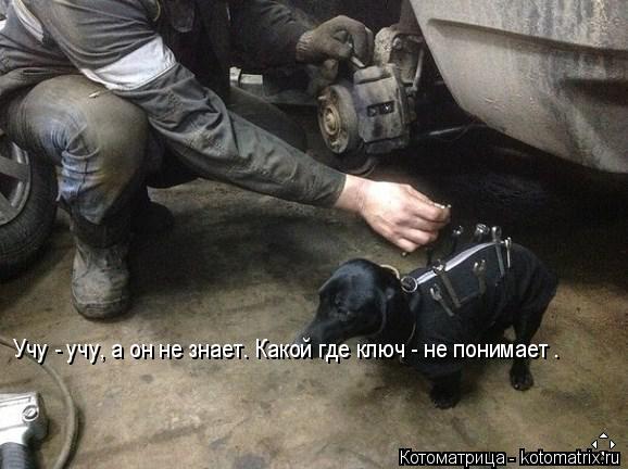 Учу - учу, а он не знает. Какой где ключ - не понимает .... Котоматрица: Учу - учу, а он не знает. Какой где ключ - не понимает .