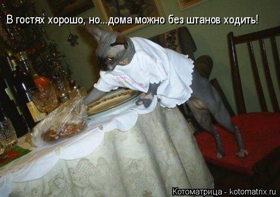 Котоматрица: В гостях хорошо, но...дома можно без штанов ходить!